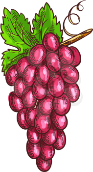 Bunch of pink grape isolated ripe red berries. Vector muscat or cardinal grapes, berries on cluster