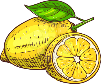 Whole one lemon with green leaf isolated sketch. Vector ripe citrus sour fruit