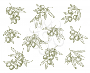 Organic olives branch sketches, quality food and olive oil products. Vector Greek Mediterranean cuisine green olives harvest, extra virgin oil or natural cosmetic symbols