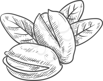 Peeled pistachio nuts, in hard shell and with leaves isolated sketch. Vector vegetarian food snacks