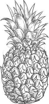Exotic pineapple isolated tropical whole fruit sketch. Vector ananas with green leaves, vegetarian food dessert