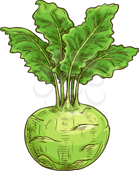 Turnip-shaped green cabbage kohlrabi with green leaves isolated sketch. Vector raw root, vegetable food