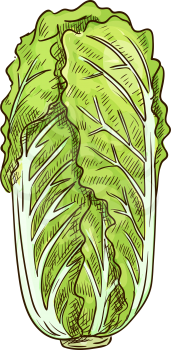 Peking cabbage isolated green leafy vegetable sketch. Vector nappa or Romaine lettuce, chinese cabbage