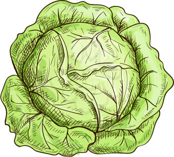 Green leafy cabbage head isolated vegetable. Vector headed cabbage, raw vegetarian food
