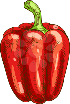 Sweet red capsicum isolated sketch. Vector bulgarian bell pepper, fresh vegetable