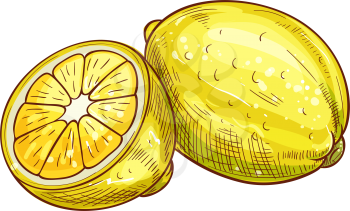 Whole one lemon with green leaf isolated sketch. Vector ripe citrus sour fruit