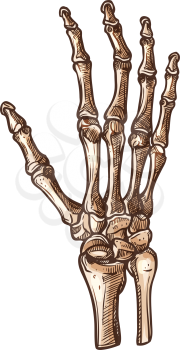 Carpal bones isolated human wrist skeleton sketch. Vector carpus connecting hand to forearm