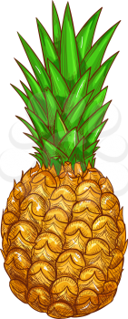 Pineapple tropical fruit isolated sketch. Vector vegetarian food dessert, ananas with green leaves