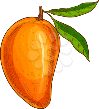 Whole exotic mango fruit with green leaf isolated sketch. Vector tropical food, stone fruit
