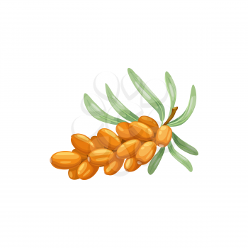 Sea buckthorn berry isolated realistic flat icon. Vector botanical hippophae berries or fruits on branch, sandthorn, sallowthorn or seaberry. Sea-buckthorn food, wild forest or garden berry