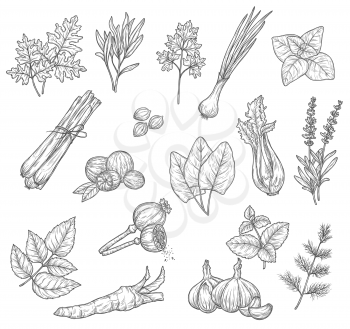 Herb and spice sketches, seasoning and condiments. Mint, rosemary and parsley leaves, garlic dill and cardamom, lavender and basil, onion, celery and nutmeg, sorrel, lemongrass and horseradish