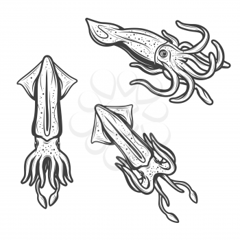 Squid icons, seafood cephalopod cuttlefish isolated sketch engraving. Vector marine underwater animal, sea fishing or ocean fisher catch, fishery sea food gourmet and oceanarium symbol