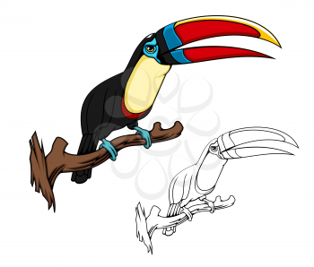 Toucan exotic bird vector cartoon mascot, bird of tropical forest or jungle. Citron throated toucan on tree branch with blue plumage around eyes, black, yellow and red plumage on wings and tail