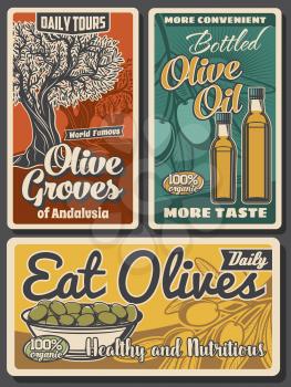 Olive oil bottles, green fruits and trees, vector design of food. Olive branches with leaves, bowl of marinated fruits and extra virgin oil retro posters of mediterranean cuisine cooking ingredients