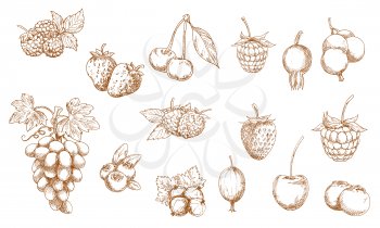 Wild and garden berry isolated sketches. Vector strawberry, raspberry, cherry and blueberry, blackberry, cranberry, red and black currant, gooseberry, bilberry, grape and briar berry objects