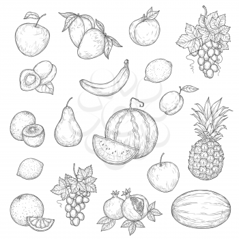 Fruit vector sketches with ripe apple, orange and banana, pineapple, mango and lemon, peach, grape and watermelon, plum, kiwi and pear, pomegranate, melon and apricot. Natural juice, dessert