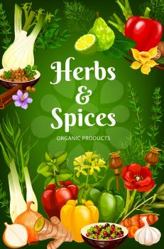 Cooking spices, seasonings and herbs vector poster. Bell pepper, garlic and rosemary, food spices poppy seeds, vanilla and horseradish, onion, basil and sage, parsley and dill, bergamot and ginger