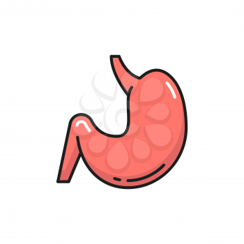 Stomach digestive tract and enzyme system internal organ isolated color line icon. Vector gastroenterologist clinic emblem, probiotic, lactobacillus bacteria in abdomen digestion internal human organ