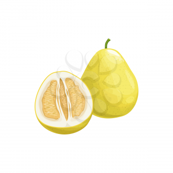 Pomelo fruit, tropical exotic citrus, vector isolated food icon. Pomelo, pummelo or shaddock fruits half cut and whole, tropic farm juicy exotic fruits harvest, sweet fruity dessert