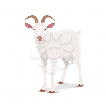 White goat, cartoon vector nanny, chinese horoscope animal. China lunar new year zodiac symbol for 2027, oriental culture and tradition. Husbandry, cattle farm goat mascot front view isolated icon