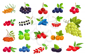 Cartoon berries vector sea buckthorn, black chokeberry and cherry. Blueberry, hawthorn and lingonberry with bird cherry, honeysuckle and viburnum. Grape, rowanberry, gooseberry and rose hip icons set