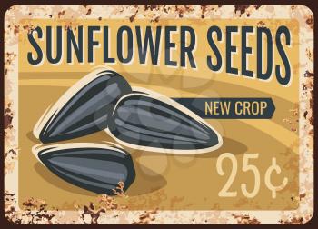 Sunflower seeds metal rusty plate, nuts and cereals, vector retro poster. Farm market price or menu sign for sunflowers seeds, natural organic food products, metal plate with rust