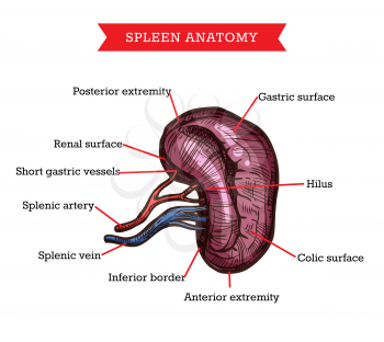 Human spleen anatomy, vector sketch medicine aid scheme of body internal gastroenterology organ. Engraved medical visual aid poster of spleen with part names for medical university, hospital or clinic