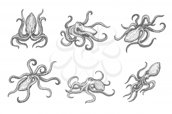 Hand drawn isolated octopus, sea animal or ocean kraken vector sketch. Ocean octopus or monster kraken with tentacles in monochrome engraving or woodcut etching sketch