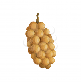 Burmese grape isolated exotic tropical food snack, cartoon design. Vector Baccaurea ramiflora, organic bunch of yellow grapes, nutrition tasty eating, delicious summer berries of Vietnam, Thailand