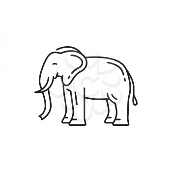 Thailand animal elephant isolated thin line icon. Vector safari african elephant with trunk and two tusks. African bush forest Asian Elephantidae side view. Thai fauna symbol, big endangered mammal