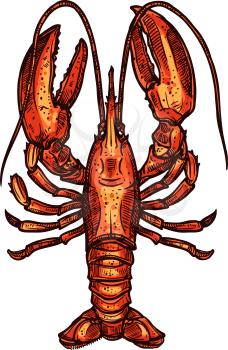 Red boiled lobster isolated marine seafood sketch. Vector aquatic animal, cooked crustacean, hand drawn food. Sea lobster with cylindrical body, stalked eyes, and pincers, crayfish invertebrate