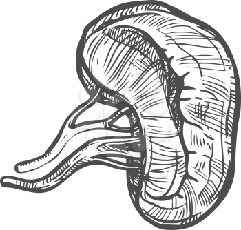 Spleen sketch icon, internal organ isolated vector. Anatomy element, medicine and healthcare
