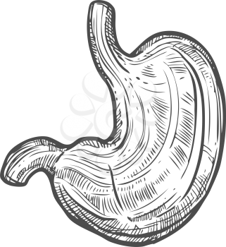 Stomach sketch icon, digestive system organ isolated vector. Anatomy element, abdomen and digestion