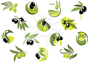 Olive tree branches with green and black glossy fruit, leaves and drops of oil for healthy nutrition concept and food pack design