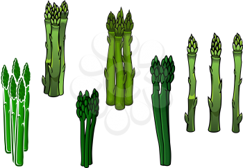 Bunches of fresh green asparagus vegetables with fleshy sappy spears, for agriculture or healthy vegetarian food design