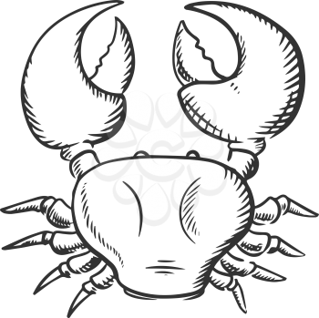 Ocean crab top view with big claws isolated on white background, sketch style