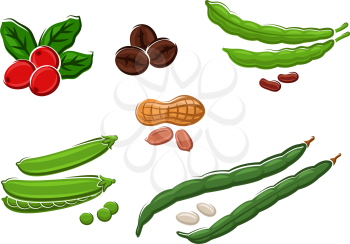 Assorted fresh legumes with peas, runner and kidney beans, peanuts in their pods and coffee beans. Isolated on white, vector