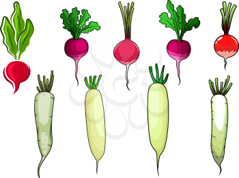 Crispy red and pink radishes and white daikon vegetables with sappy green leaves, for vegetarian food or agriculture theme, cartoon style
