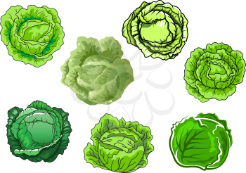 Fresh cabbage vegetables with sappy green leaves isolated on white background, for agriculture or vegetarian food concept design