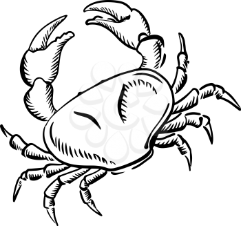 Sketch of marine crab with raised claws, for nature or seafood theme design