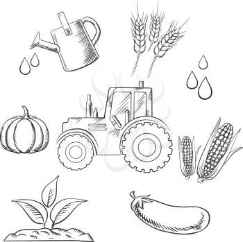 Agriculture and farm sketched objects with tractor water, watering can, plant, pumpkin, cereal ears, corn cob and eggplant. Vector sketch style