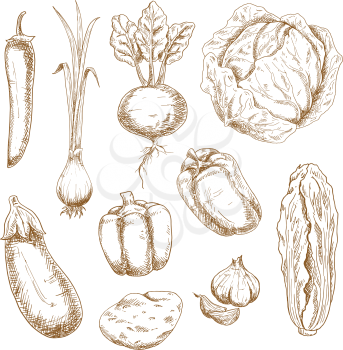 Vintage sketch vector illustration of farm vegetables, such as cabbage, spring onion, chilli and bell peppers, garlic, eggplant, potato, beet and chinese cabbage