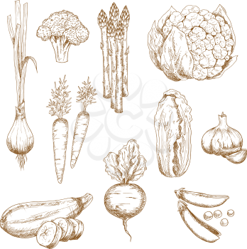 Vintage sketches of farm carrot, garlic cloves and onion, sweet pea and broccoli, zucchini and cauliflower, asparagus and chinese cabbage vegetables. Restaurant menu, recipe book, vegetarian food