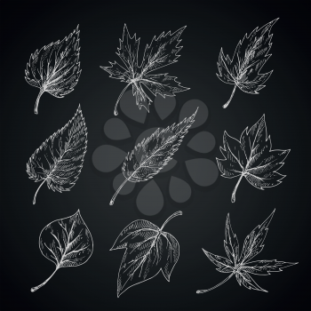 Trees and bushes leaves chalk sketches on blackboard with detailed arrangement of veins and shapes of margins. Stylized engraving foliage for nature, ecology, seasonal theme