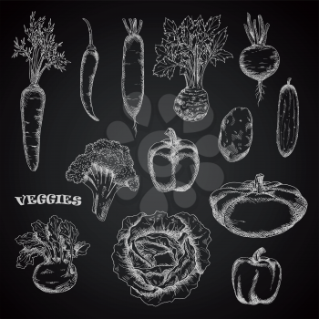 Chalk sketched veggies on blackboard. Carrot, celery and kohlrabi, spicy cayenne and bell peppers, potato and cabbage, broccoli and cucumber, pattypan squash, beet and daikon vegetables