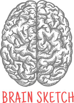 Sketch of human brain for medicine, anatomy or creative thinking theme design with engraving stylized right and left hemispheres of cerebral cortex