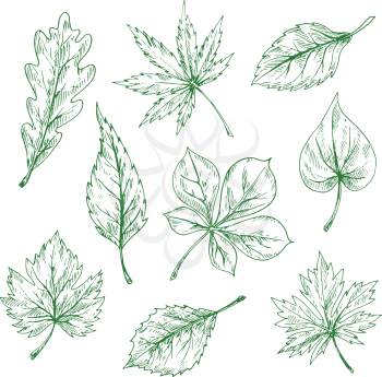 Green leaves of forest and garden trees vintage engraving sketches with foliage of oak, maple, chestnut, cherry, grape, birch, elm and lilac. Great for nature or ecology theme design