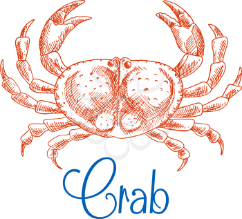 Large red ocean crab isolated sketch icon with raised pincers and text Crab below. Seafood menu, zoo aquarium mascot, t-shirt print design usage 