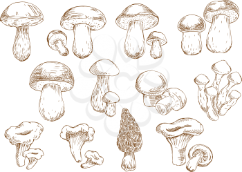 Vintage engraving sketches of edible mushrooms with isolated icons of boletus, cep, porcini, champignons, chanterelles, morel and honey agarics. Addition to old fashioned recipe book, vegetarian menu,