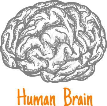 Human brain engraving stylized sketch symbol in gray colors for mind, creativity or health care theme design with caption Human Brain below